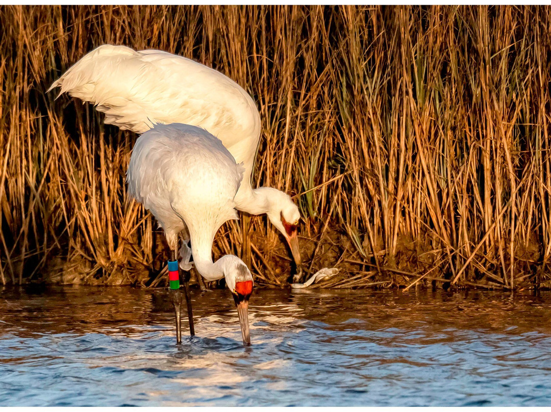 Aransas Bay Birding Charters-罗克波特必去景点