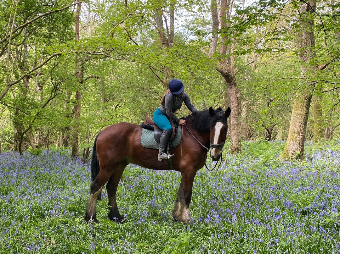 Polegate Equestrian Centre景点图片