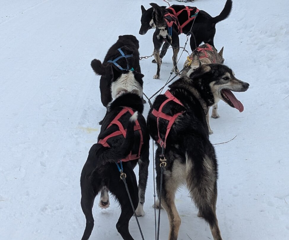 White Wilderness Sled Dog Adventures-伊利必去景点