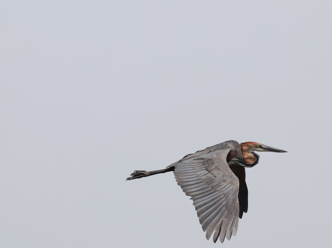 Birding by Bus景点图片