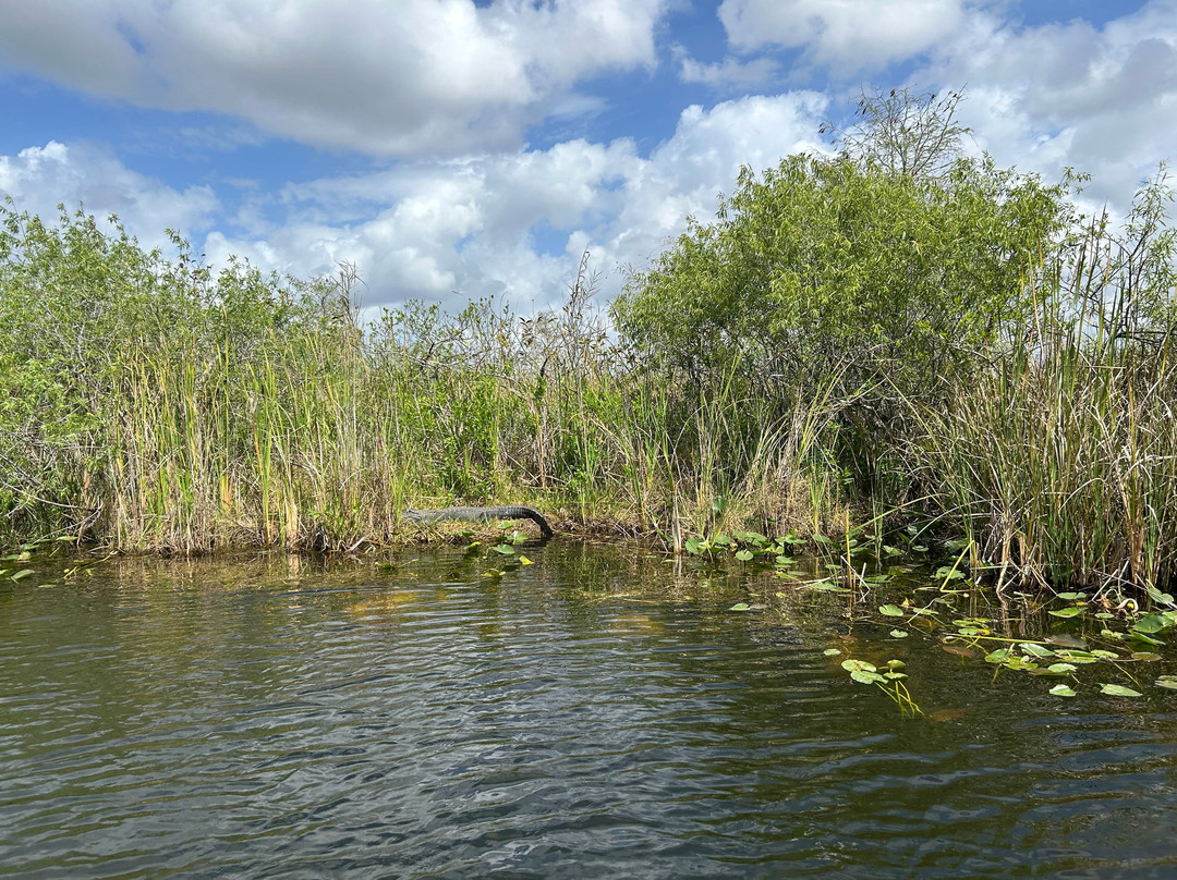 Down South Airboat Tours-大沼泽地必去景点