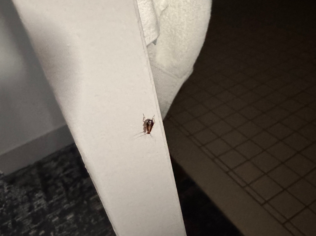 Homewood Suites by Hilton Laredo at Mall del Norte主图