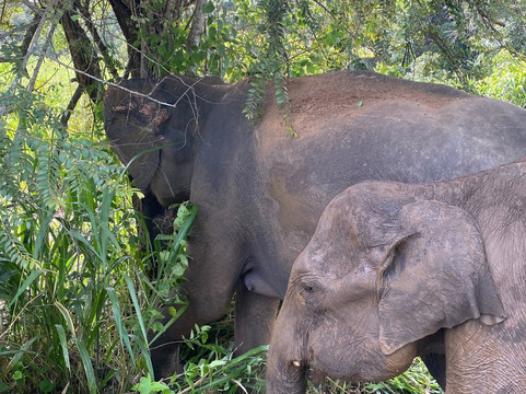 Nalin Jeep Safari-锡吉里亚必去景点