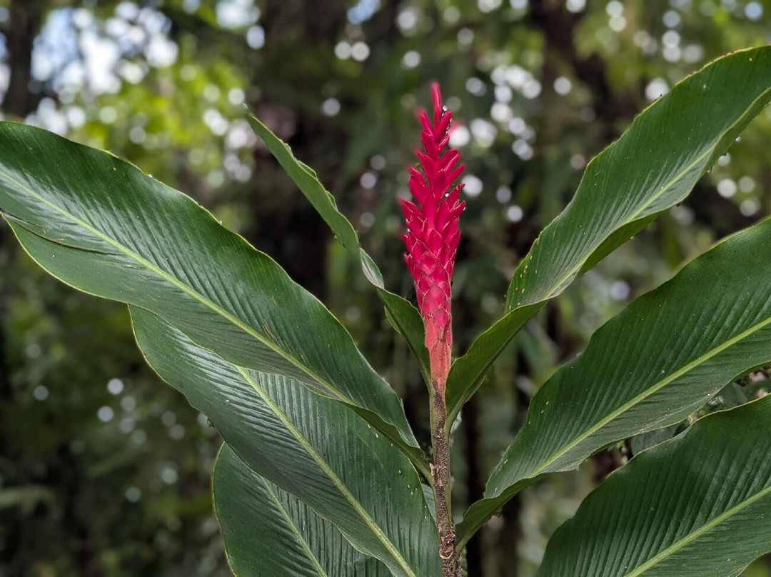 Scubacaribe, Costa Rica-Playa Matapalo必去景点
