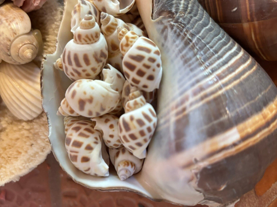 SeaShell Museum-佩纳斯科港必去景点