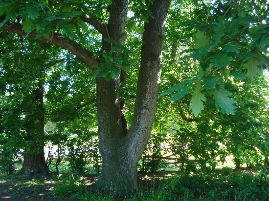 Timboon House & Stables主图