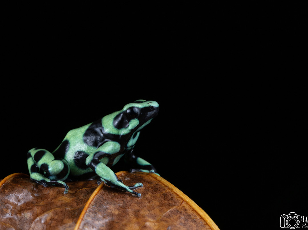 Frogs Heaven-Horquetas必去景点