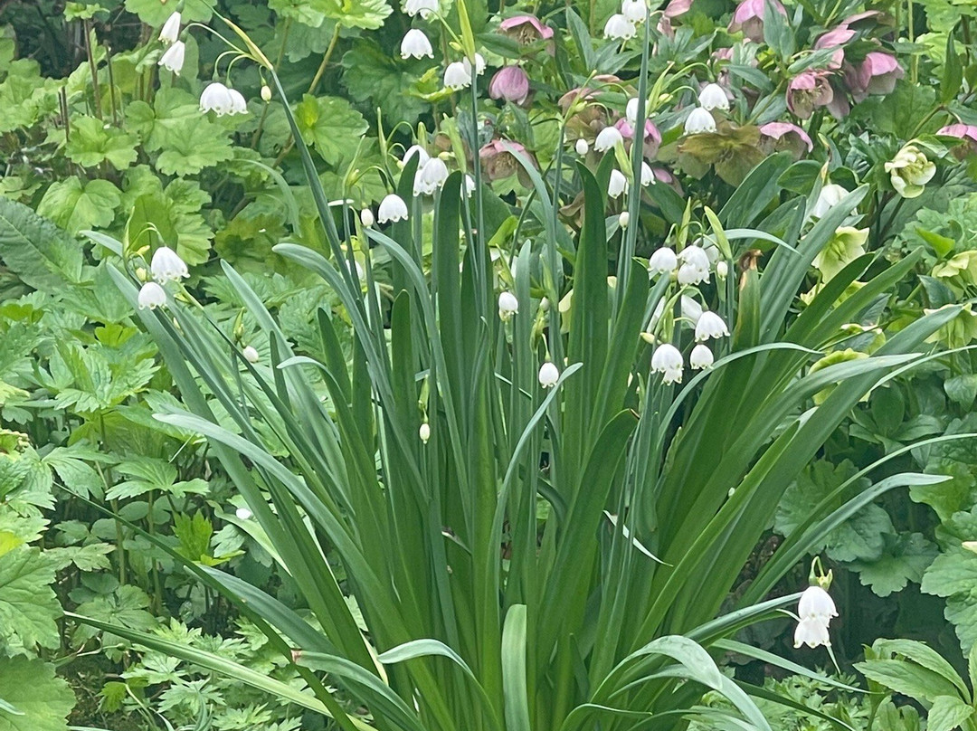 Cerney House Gardens景点图片