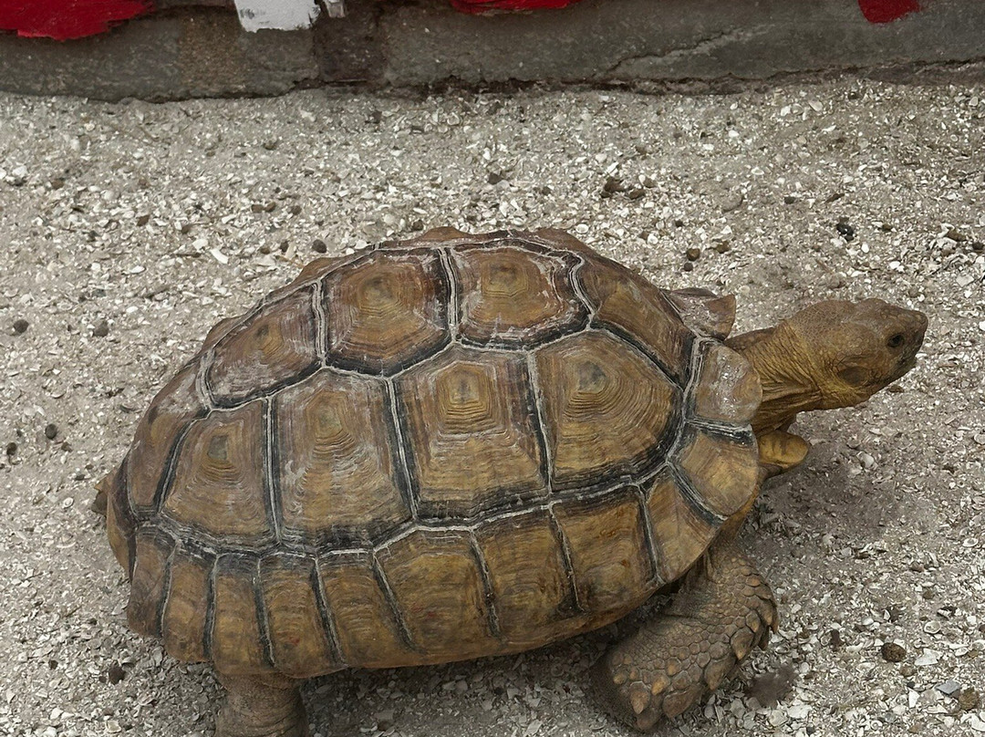 Big Cat Habitat-萨拉索塔必去景点