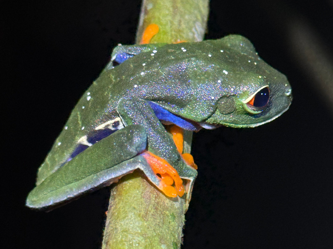 Finca Verde Lodge Tours-Bijagua de Upala必去景点