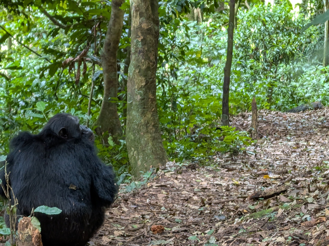 Nyungwe National Park - Rwanda景点图片