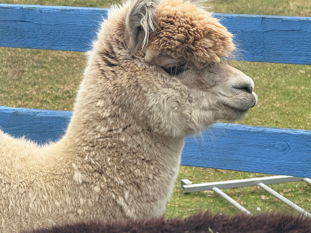 Stubbs Farm Alpacas-Loddon必去景点