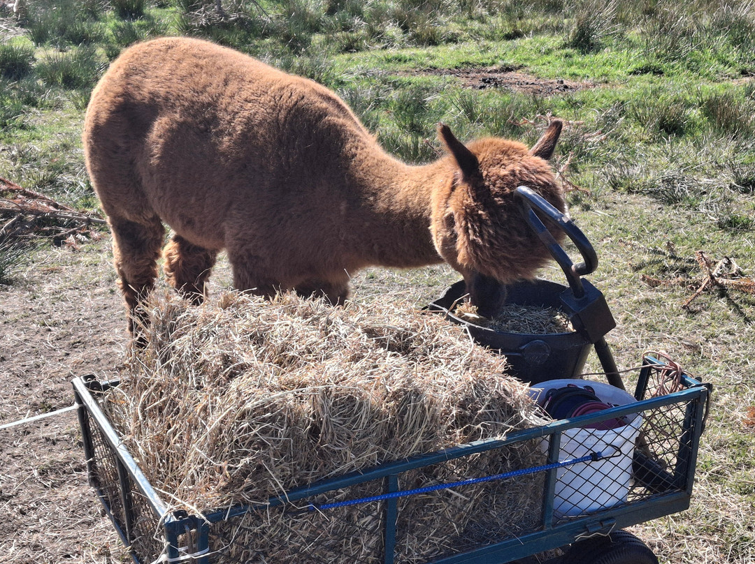 Alpacan - Alpacas of the Outer Hebrides-Isle of Lewis必去景点