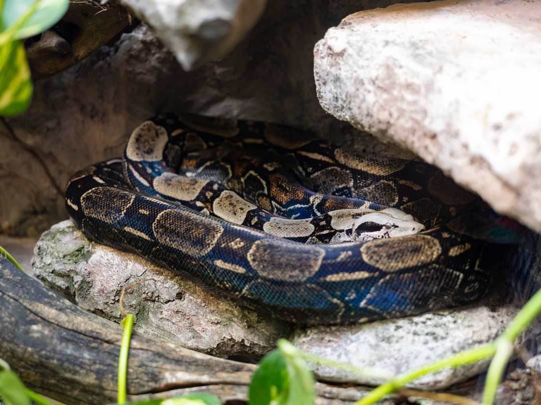 Amazonia: The Jungle Experience Tour-威廉斯塔德必去景点