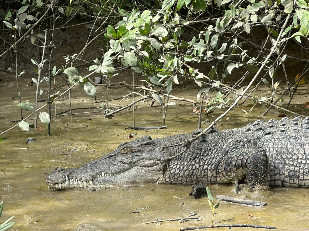 Crocodile Safari景点图片