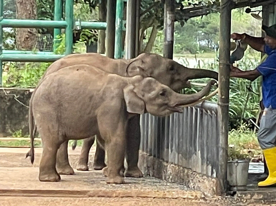 Elephant Transit Home (ETH)景点图片