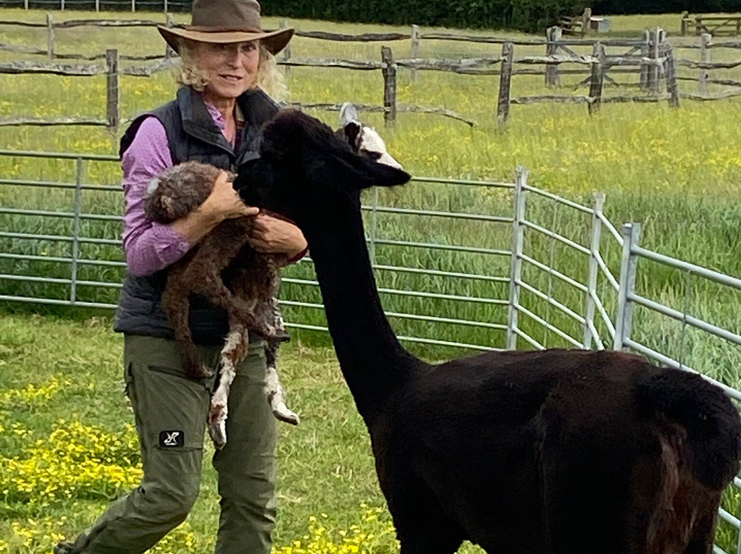 Alpaca Walking - With Spring Farm Alpacas景点图片