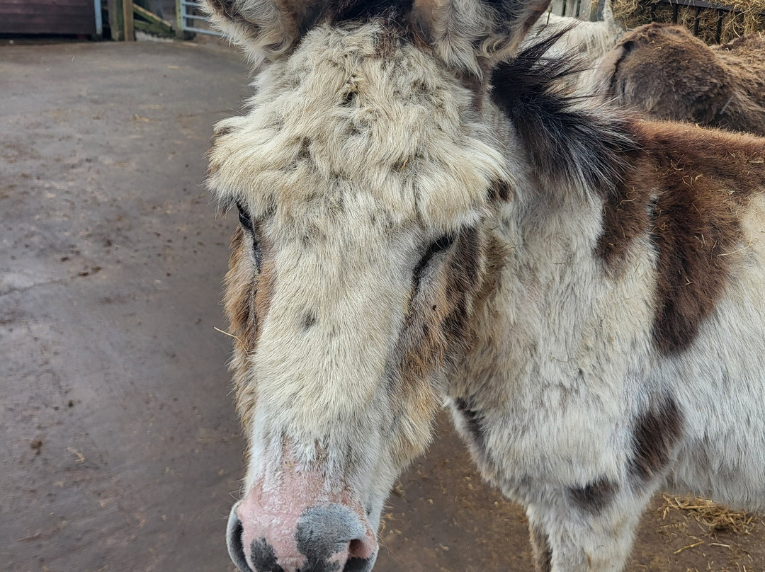 Barnhill Donkeys Retreat Sleagill景点图片