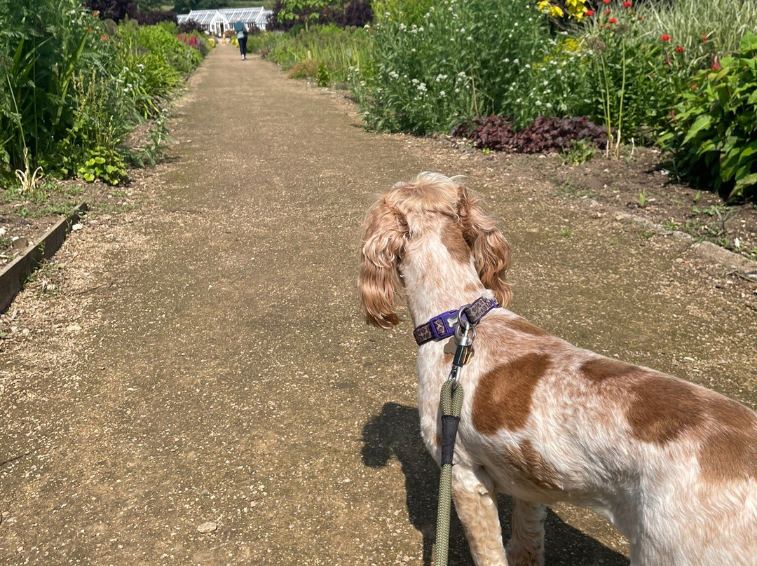 Helmsley Walled Garden景点图片