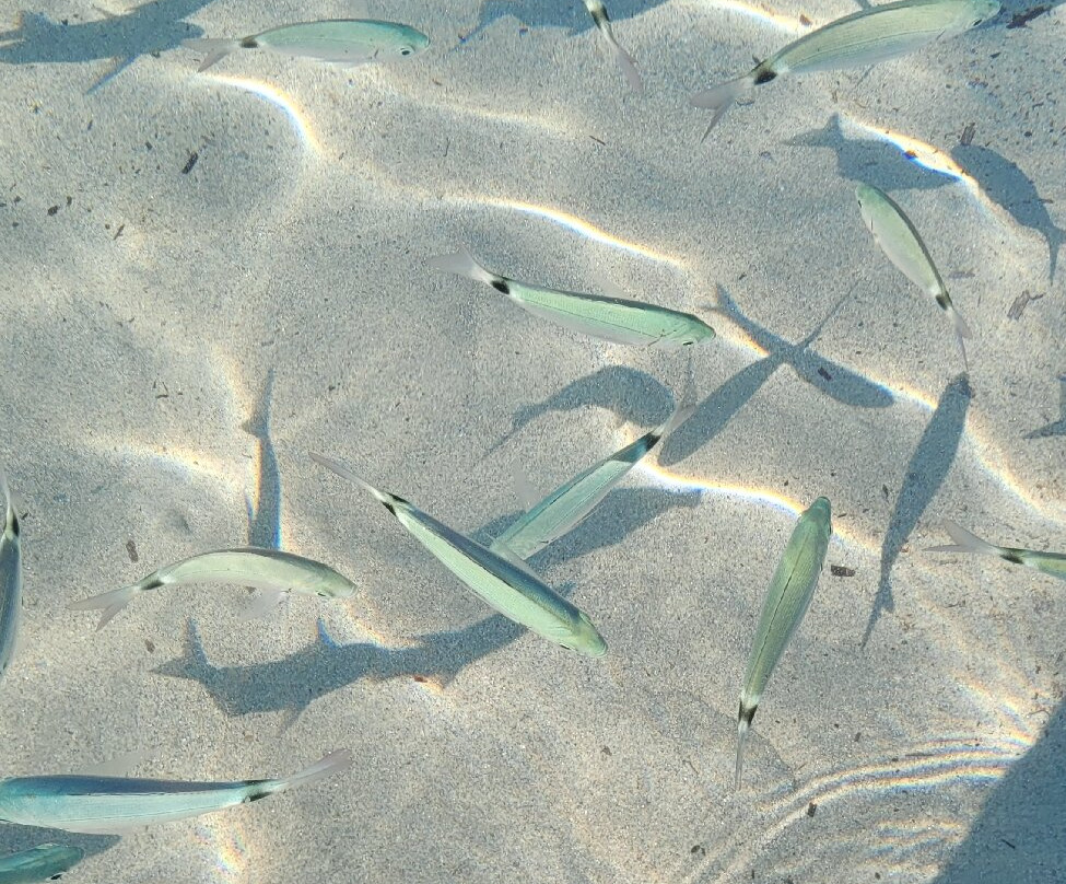 Spiaggia Cala Ginepro e Sa Curcurica-奥罗塞必去景点
