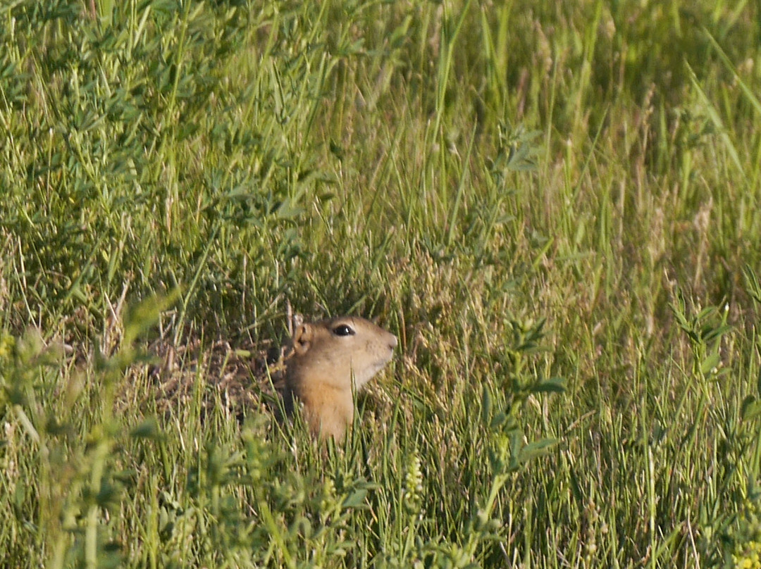 Super 8 by Wyndham High River AB主图