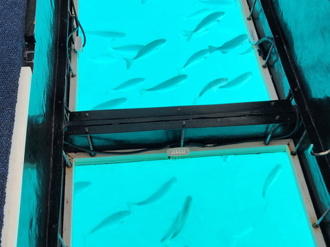 Bermuda Reef Explorer-汉密尔顿必去景点