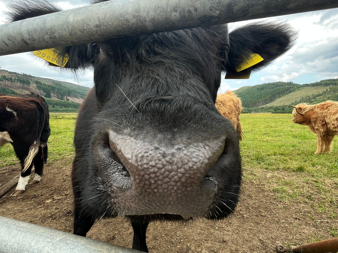 Invercannich Farm-Cannich必去景点