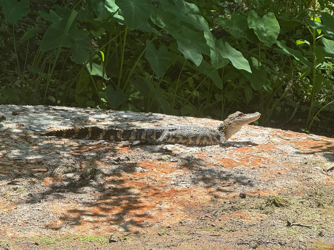 Kayaking Silver Springs-Silver Springs必去景点