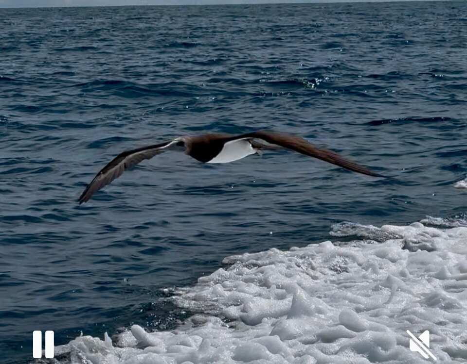 Wetass II Sportfishing-Playa Flamingo必去景点