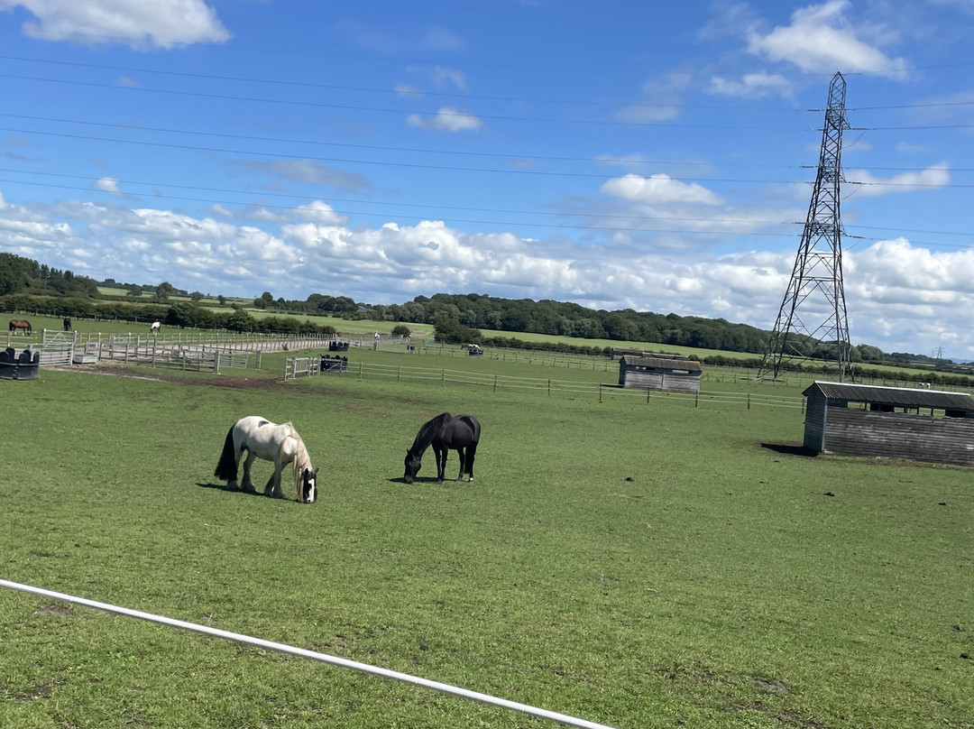 World Horse Welfare Penny Farm-黑潭必去景点