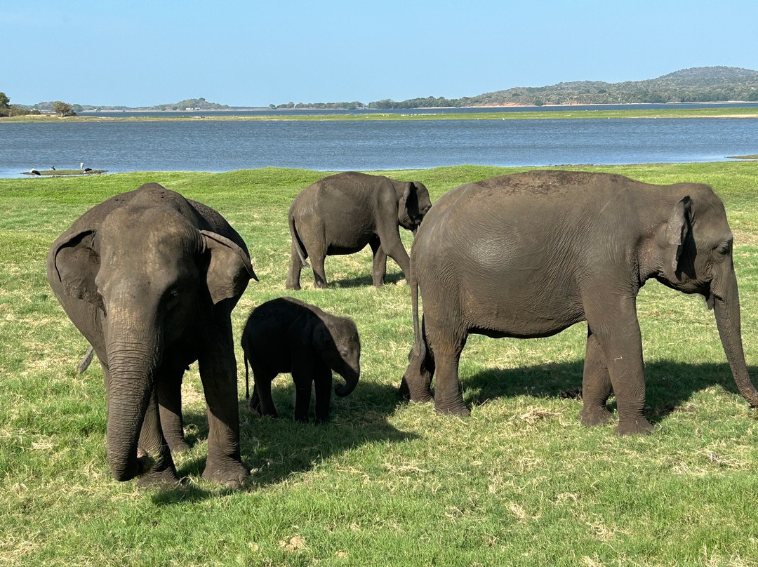 Minneriya Jeep Safari with Sandesh-哈巴拉娜必去景点