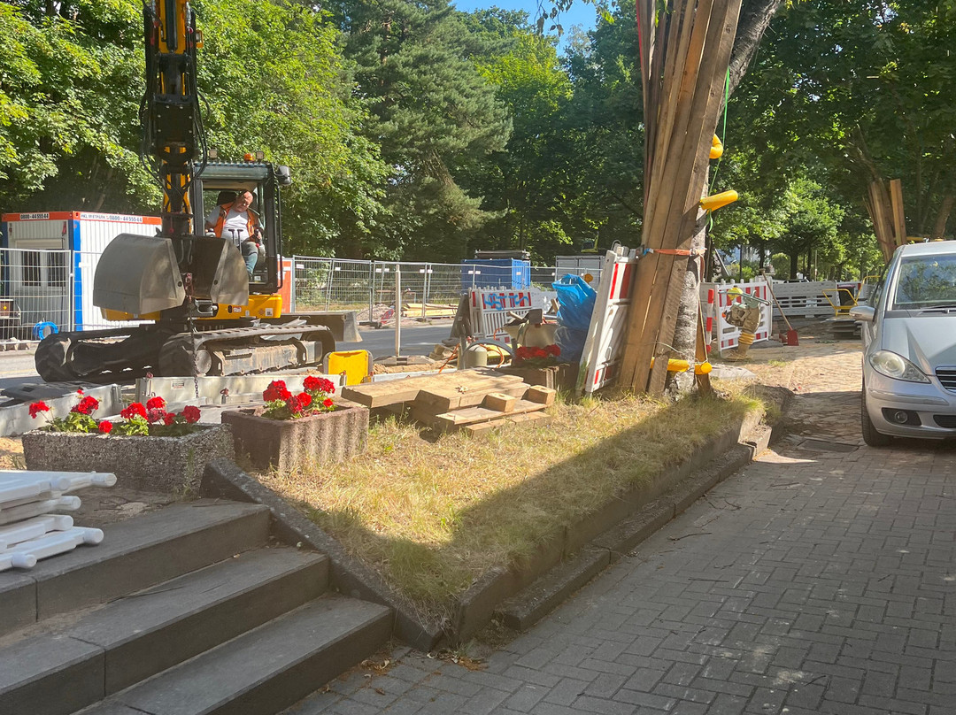 Musa's Grune Tanne主图