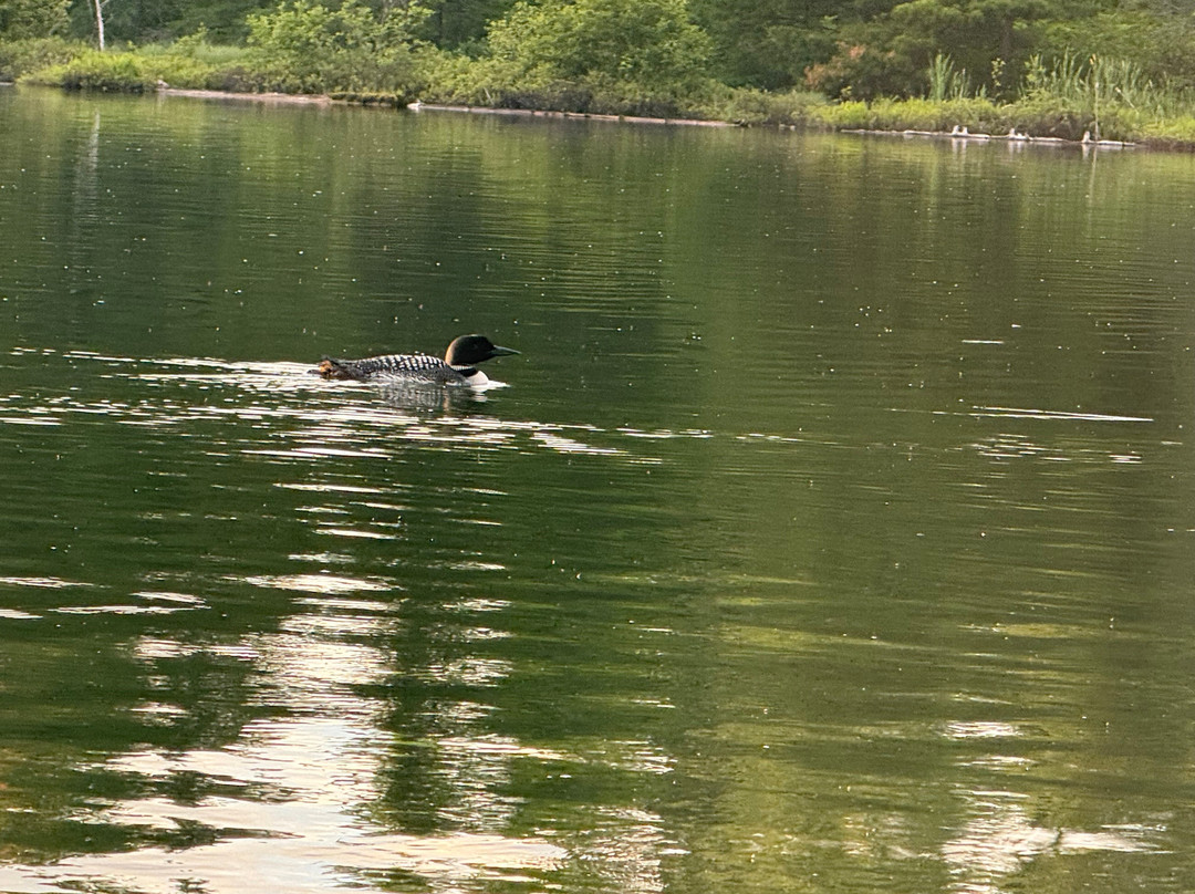 Halfway Lake Cottages主图