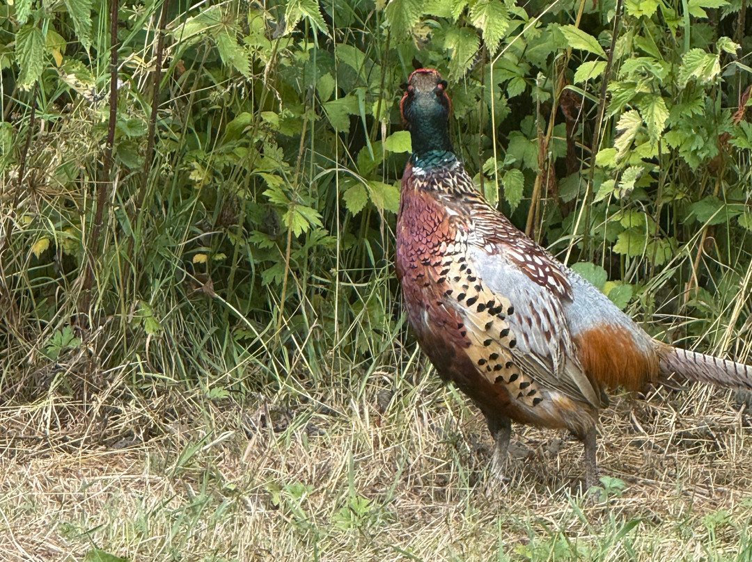 Warnham Local Nature Reserve-霍舍姆必去景点