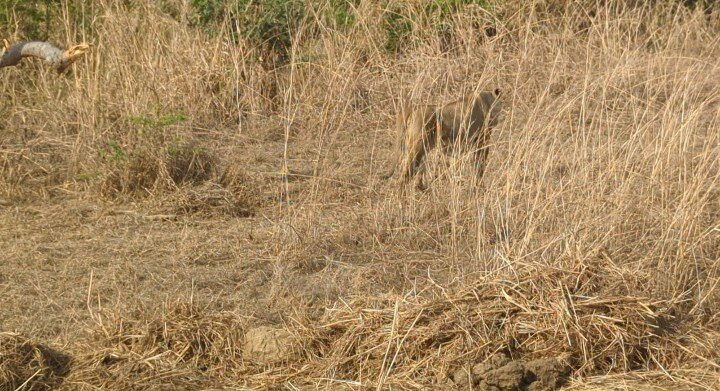 Safari Stride-Ngorongoro必去景点