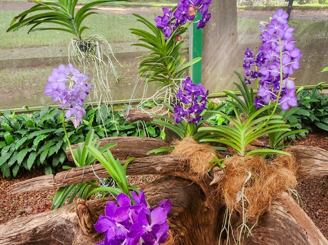 Botanical Orchid Garden-La Garita必去景点