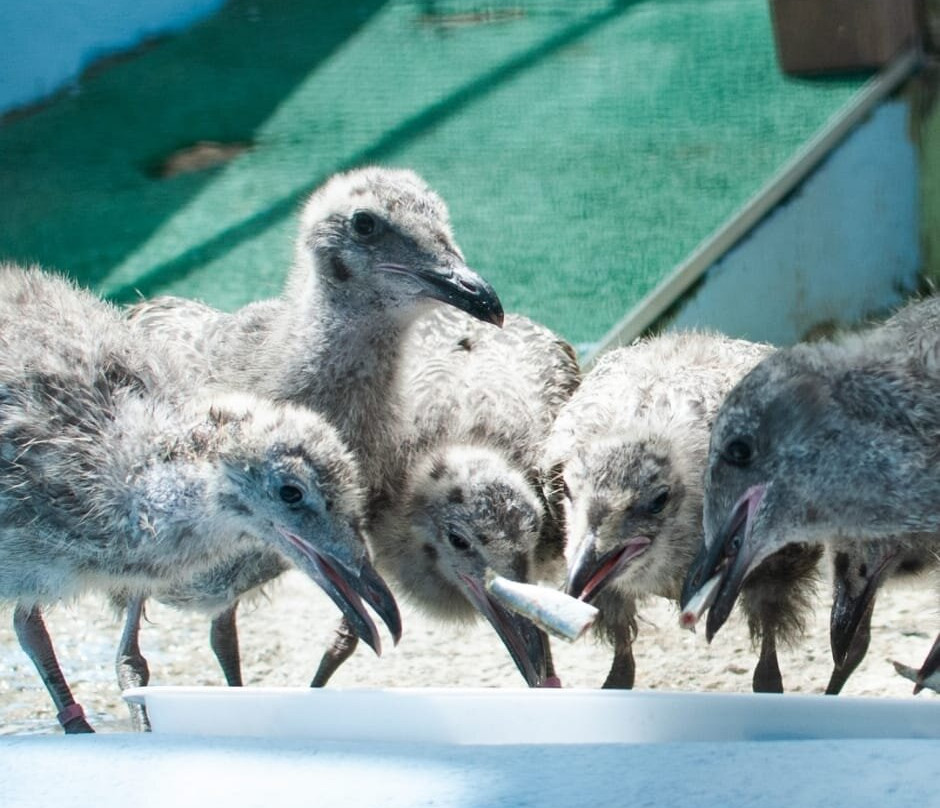 Mousehole Wild Bird Hospital & Sanctuary-Mousehole必去景点