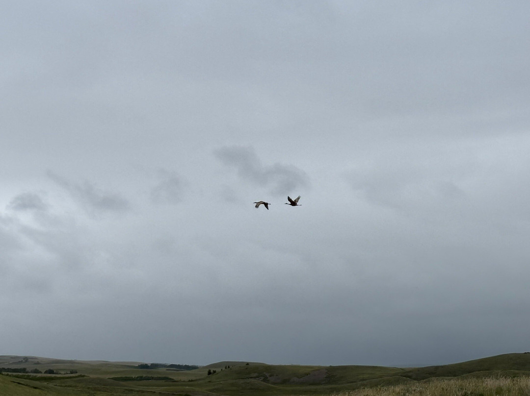 Bison Paddock Loop Road-沃特顿湖国家公园必去景点