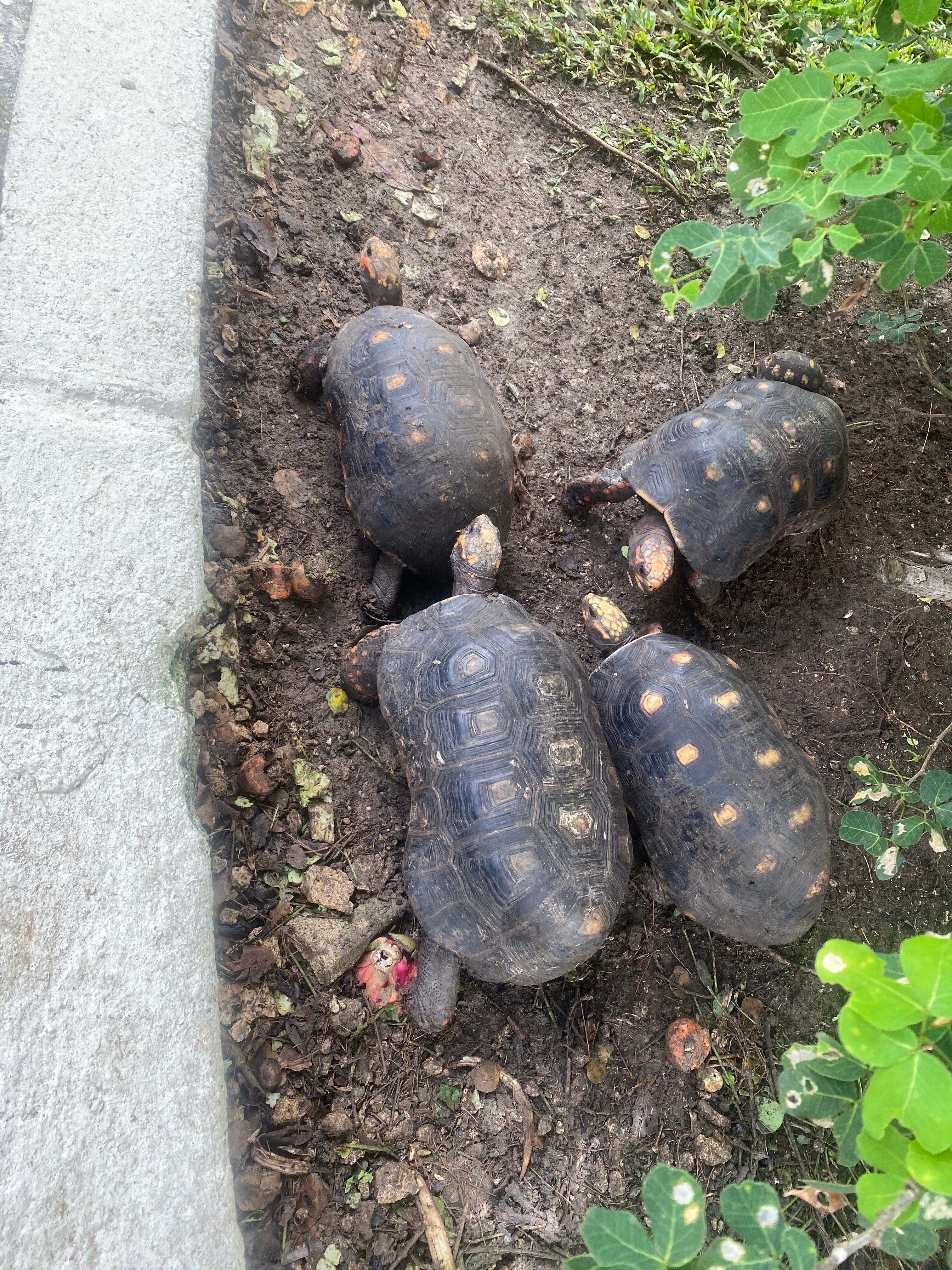 Legend Garden Condos-官方