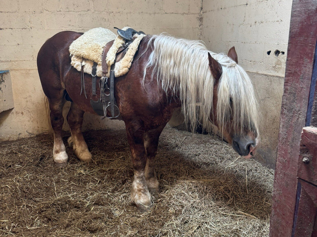 Haras Encanto Horse-蒙特贝尔德必去景点