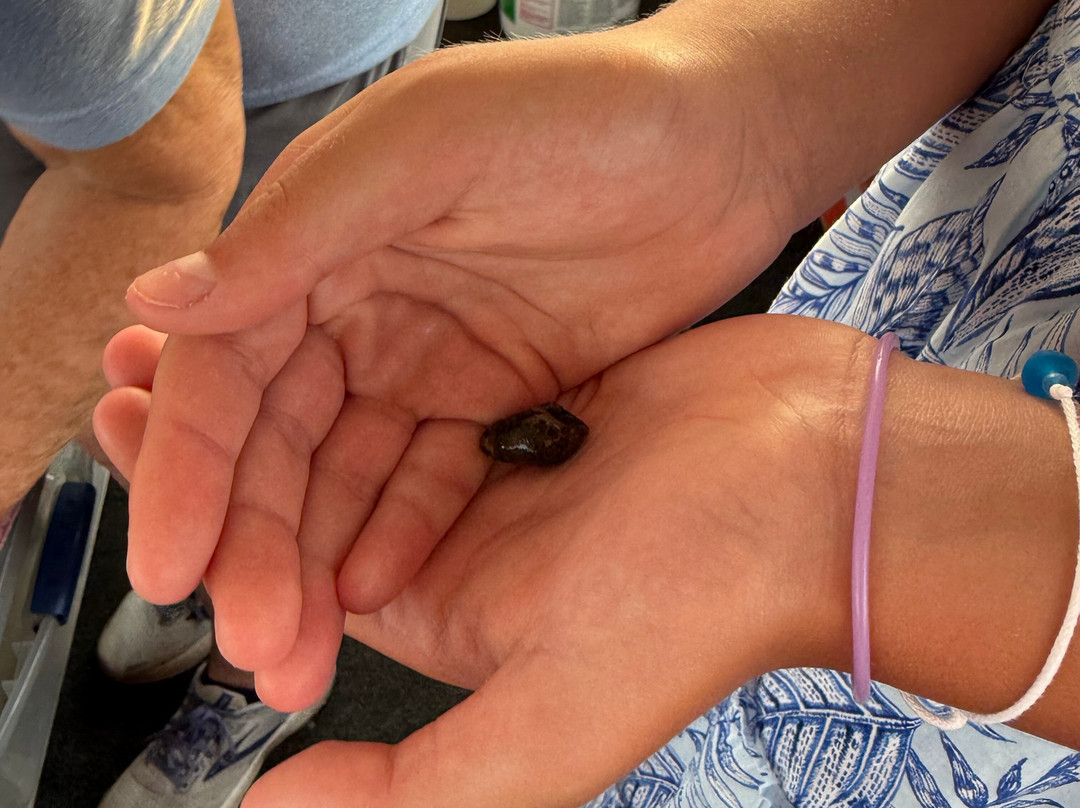 Salt Marsh Safari The Skimmer-Stone Harbor必去景点