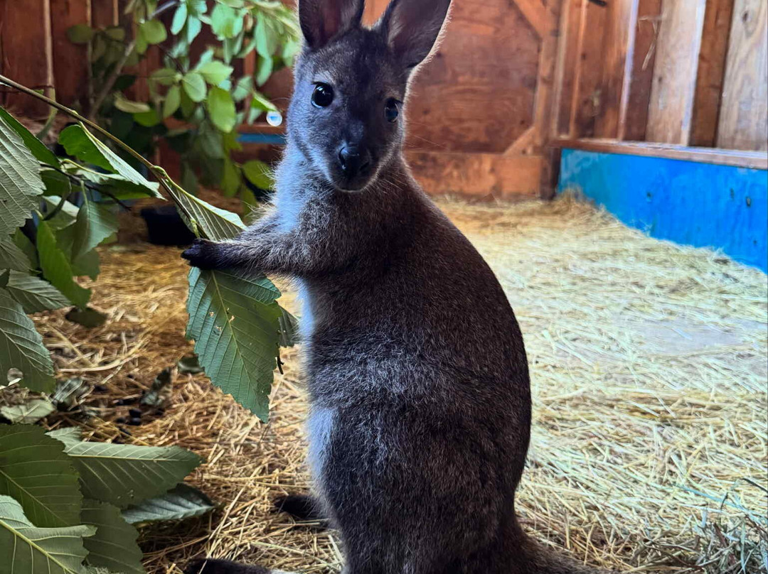 Holly Hill Petting Farm-坎贝尔里弗必去景点