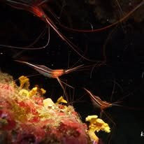 Agathonis Plongee-Agay必去景点