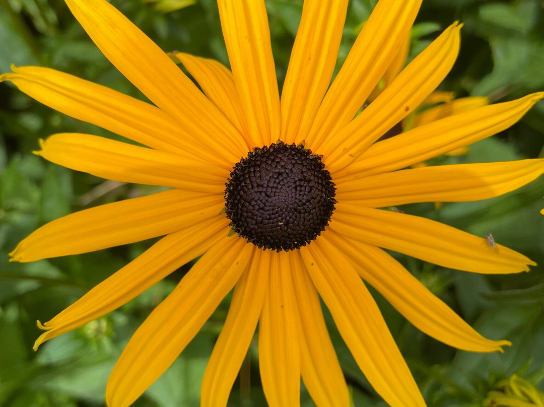 Botanical Gardens (Botaniska Tradgarden)-隆德必去景点