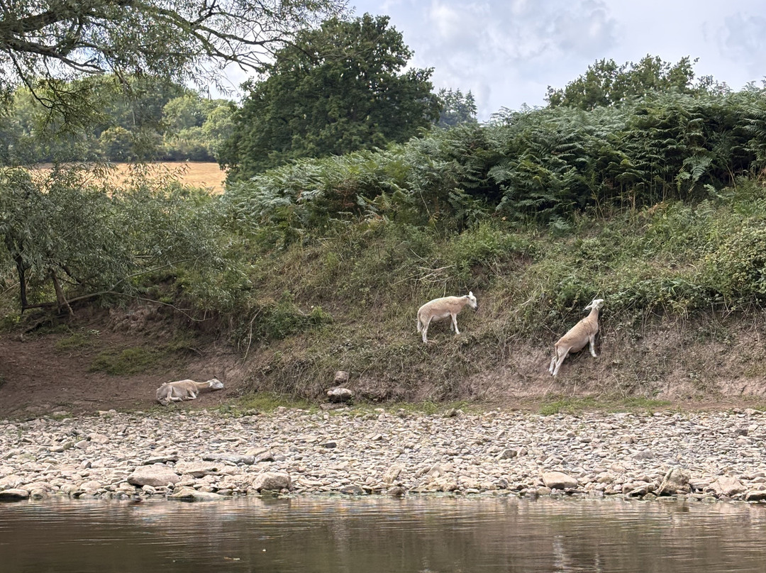 Wyedean Canoe & Adventure Centre-瓦伊河畔罗斯必去景点