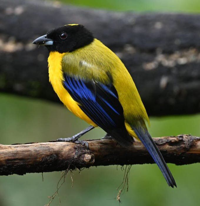 Mindo Bird Guide-明多必去景点