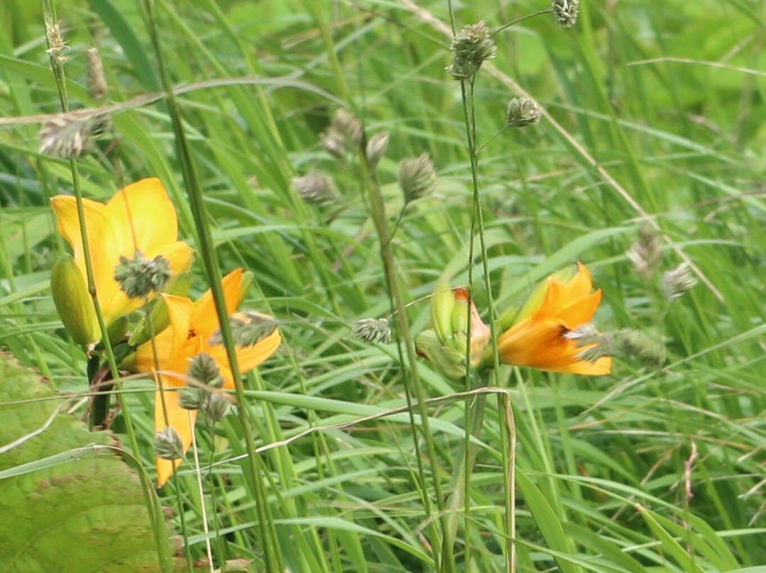 Kamui Kaigan Park-利尻町必去景点