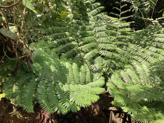 Mamu Tropical Skywalk-因尼斯费尔必去景点