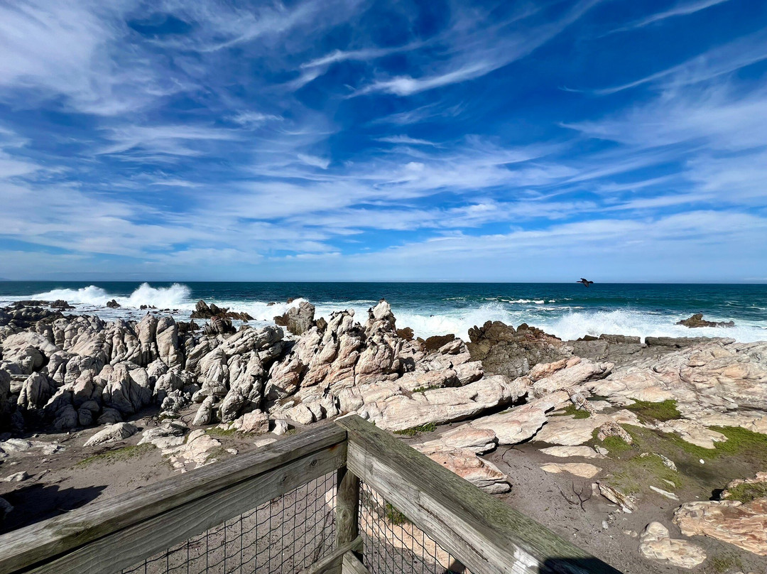 Stony Point Nature Reserve-Betty's Bay必去景点