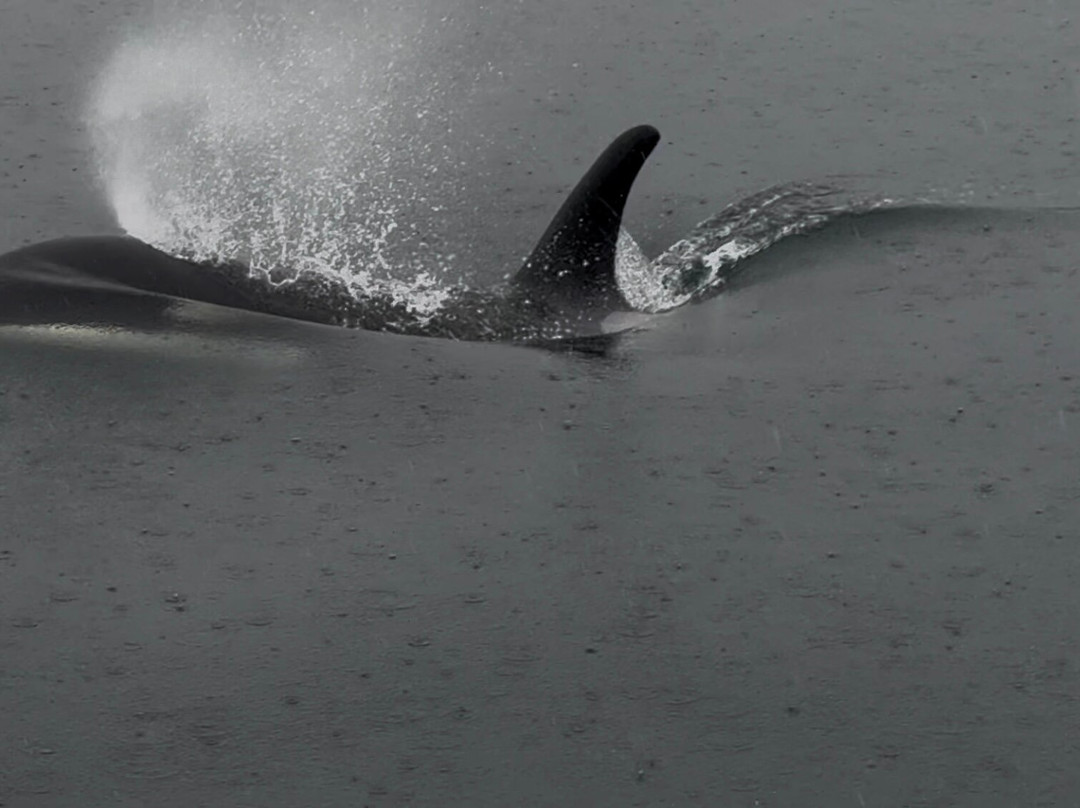 Glacier Wind Charters-胡纳必去景点